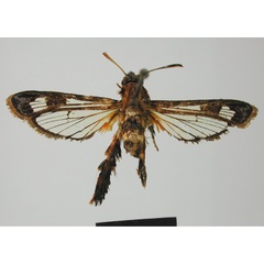 /filer/webapps/moths/media/images/V/victrix_Agriomelissa_A_MNH_02.jpg