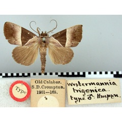 /filer/webapps/moths/media/images/T/trigonica_Westermannia_HT_BMNH.jpg
