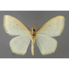 /filer/webapps/moths/media/images/O/opperta_Scopula_A_ZSM_02.jpg