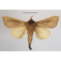 /filer/webapps/moths/media/images/G/gypsitea_Peratodonta_A_MGCLb_01.JPG