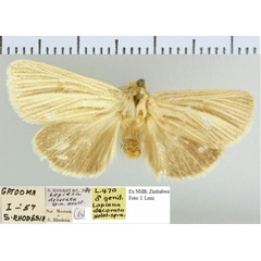 /filer/webapps/moths/media/images/D/decorata_Lopiena_HT_NMB.jpg