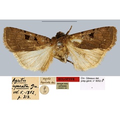 /filer/webapps/moths/media/images/S/separata_Agrotis_HT_MNHN.jpg