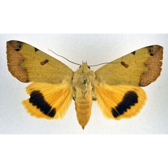 /filer/webapps/moths/media/images/T/tirhaca_Ophiusa_A_NHMO.jpg