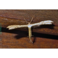 /filer/webapps/moths/media/images/P/phlyctaenias_Exelastis_AF_Bippus_02.jpg