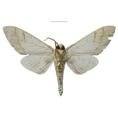 /filer/webapps/moths/media/images/N/nicolae_Neoclanis_HT_EMEMb.jpg