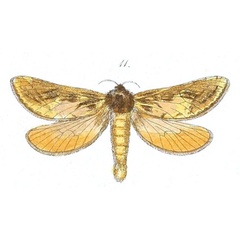 /filer/webapps/moths/media/images/A/aurifaber_Antihepialus_Felder_82_11.jpg