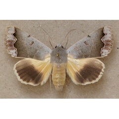 /filer/webapps/moths/media/images/D/dianaris_Ophiusa_A_Butler.jpg