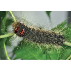 /filer/webapps/moths/media/images/L/lanceolata_Lasiocesa_L6_Ihle.jpg