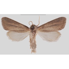 /filer/webapps/moths/media/images/K/kikuyuensis_Sesamia_HT_MNHNb.jpg