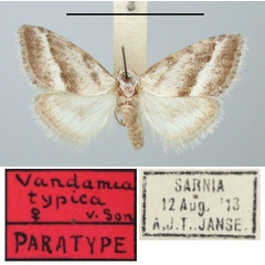 /filer/webapps/moths/media/images/T/typica_Vandamia_PTF_TMSA.jpg