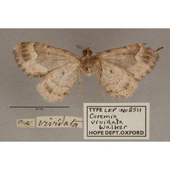 /filer/webapps/moths/media/images/V/vividata_Coremia_HT_OUMNH_02.jpg