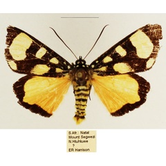 /filer/webapps/moths/media/images/P/pentelia_Sergiusia_AM_TMSA_04.jpg