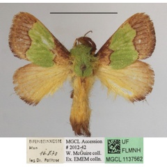 /filer/webapps/moths/media/images/A/ananii_Parasa_A_MGCLa_02.JPG