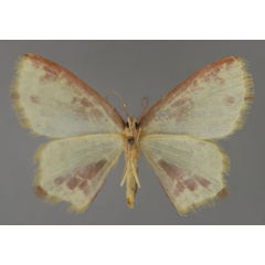 /filer/webapps/moths/media/images/D/dargei_Chrysocraspeda_HT_ZSM_02.jpg