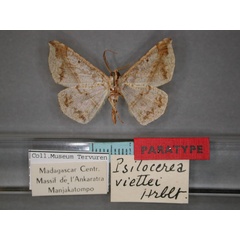 /filer/webapps/moths/media/images/V/viettei_Psilocerea_PT_RMCA_02.jpg