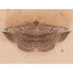 /filer/webapps/moths/media/images/B/brachypecten_Maxera_A_Hancock.JPG