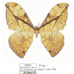 /filer/webapps/moths/media/images/A/adaurata_Pselaphelia_PTM_Basquina.jpg