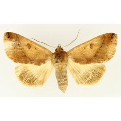 /filer/webapps/moths/media/images/X/xylina_Hypanua_AF_TMSA_02.jpg