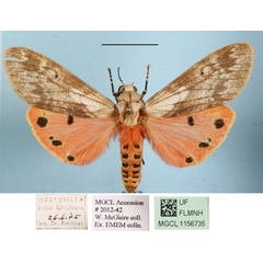 /filer/webapps/moths/media/images/Q/quadripunctata_Teracotona_AM_MGCLa_01.JPG