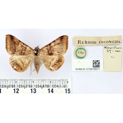 /filer/webapps/moths/media/images/I/inconcisa_Remigia_HT_BMNH.jpg