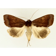 /filer/webapps/moths/media/images/F/finifascia_Ophiusa_AF_TMSA_01.jpg