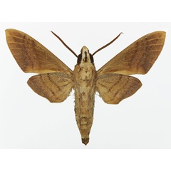 /filer/webapps/moths/media/images/C/comma_Nephele_AM_Basquin_02b.jpg