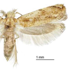 /filer/webapps/moths/media/images/M/minuscula_Erechthias_AM_Davis.jpg