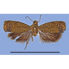 /filer/webapps/moths/media/images/C/cinereocostalis_Coniostola_HT_MRSN.jpg