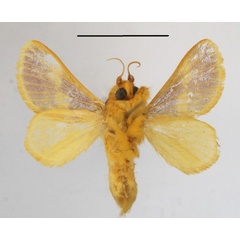/filer/webapps/moths/media/images/P/purpurea_Miresa_A_MGCLb_01.jpg