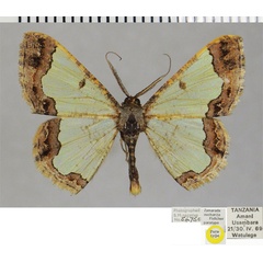 /filer/webapps/moths/media/images/C/cucharita_Zamarada_PTM_ZSMa.jpg