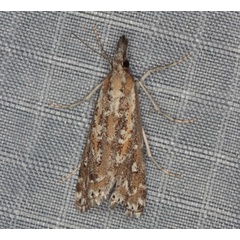 /filer/webapps/moths/media/images/A/albimaculalis_Prionapteryx_A_Heyns.jpg