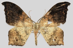 Mesothisa knudlarseni