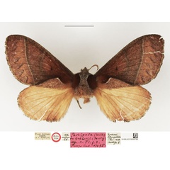 /filer/webapps/moths/media/images/T/torynecteta_Nadiasa_HT_NHMUK.jpg