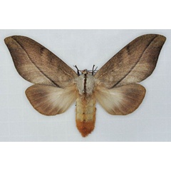 /filer/webapps/moths/media/images/I/imitans_Grellada_AF_Ihle_01.jpg