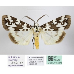 /filer/webapps/moths/media/images/S/strabonis_Sommeria_AM_MGCLa_01.jpg