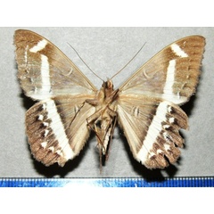 /filer/webapps/moths/media/images/M/magus_Cyligramma_A_Goffb_01.jpg