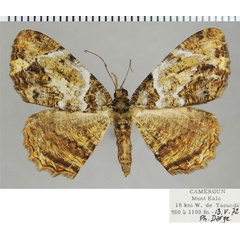 /filer/webapps/moths/media/images/N/nebulata_Xylopteryx_AF_ZSM.jpg