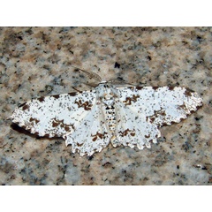 /filer/webapps/moths/media/images/A/abruptaria_Biston_AM_Lencina.jpg