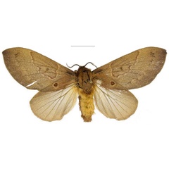 /filer/webapps/moths/media/images/K/knudlarseni_Leptometa_PTF_Mueller_01.jpg