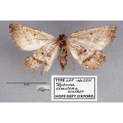 /filer/webapps/moths/media/images/E/exmotaria_Tephrina_HT_OUMNH_02.jpg