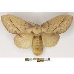 /filer/webapps/moths/media/images/R/rosa_Trabala_STF_NHMUK.jpg