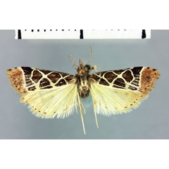 /filer/webapps/moths/media/images/S/squaleralis_Clatrodes_HT_MNHN.jpg