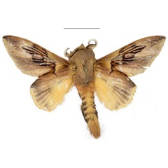 /filer/webapps/moths/media/images/S/sophiae_Leptometa_PTM_Mueller_02.jpg