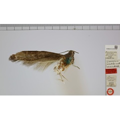/filer/webapps/moths/media/images/G/geodes_Bucolarcha_FHT_NHMUK.jpg