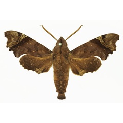 /filer/webapps/moths/media/images/C/curvilimes_Temnora_AM_Basquin_01a.jpg