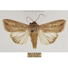 /filer/webapps/moths/media/images/U/umbrigera_Mythimna_AM_TMSA_02.jpg