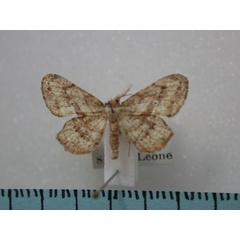 /filer/webapps/moths/media/images/C/chalepa_Xenimpia_A_Revell.jpg