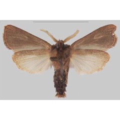 /filer/webapps/moths/media/images/S/scotochroa_Sciomesa_AM_MNHNb.jpg