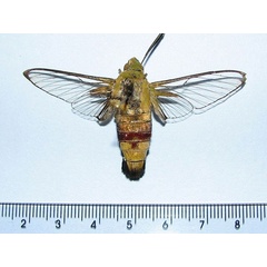 /filer/webapps/moths/media/images/V/virescens_Cephonodes_A_Goff.jpg