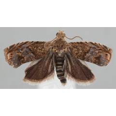 /filer/webapps/moths/media/images/P/pancoviana_Eucosmocydia_HT_NMK.jpg